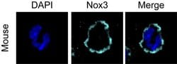 Invitrogen NOX3 Polyclonal Antibody 100 &mu;g; Unconjugated:Antibodies,