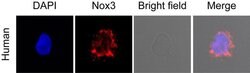 Invitrogen NOX3 Polyclonal Antibody 100 &mu;g; Unconjugated:Antibodies,