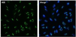 Invitrogen NPM1 Monoclonal Antibody (FC-61991), Alexa Fluor 488 50 μL;