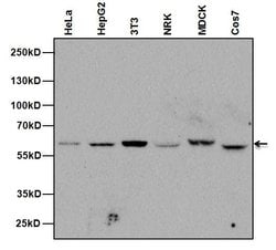 Invitrogen™ NUP62 Monoclonal Antibody (RL31)