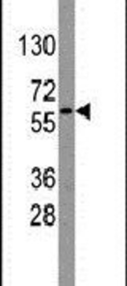 Nucleostemin Rabbit anti-Human, Polyclonal, Invitrogen 400 &mu;L; Unconjugated:Antibodies,