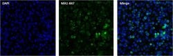 Invitrogen™ RANBP2 Monoclonal Antibody (2E1)