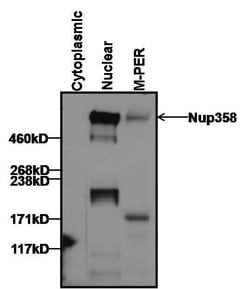 Invitrogen RANBP2 Monoclonal Antibody (2E1) 100 &mu;g; Unconjugated:Antibodies,