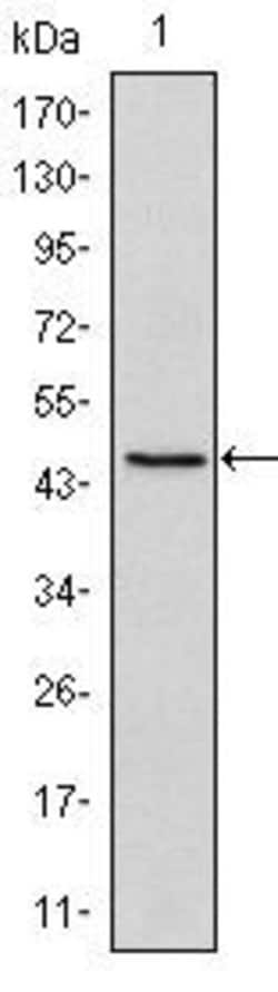 Invitrogen OCT4 Monoclonal Antibody (5F7) 100 &mu;L; Unconjugated:Antibodies,