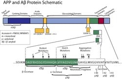 Invitrogen Amyloid Precursor Protein Monoclonal Antibody (mAbP2-1) 50 &mu;g;