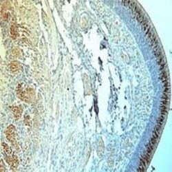 OMP Polyclonal Antibody, Invitrogen 100 &mu;L | Buy Online | Invitrogen | Fisher Scientific