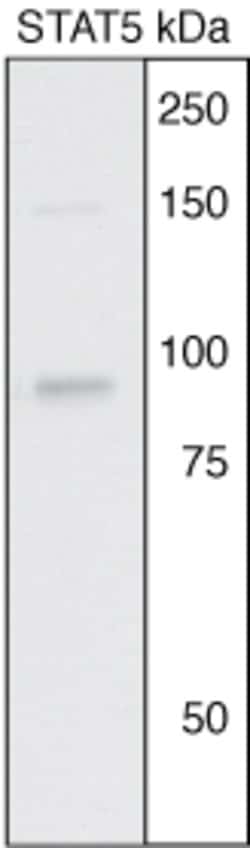 STAT5 alpha/beta Rabbit anti-Hamster, Human, Mouse, Polyclonal, Invitrogen 100 &mu;g | Buy Online | Invitrogen | Fisher Scientific