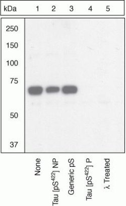Phospho-Tau (Ser422) Rabbit anti-Human, Mouse, Rat, Polyclonal, Invitrogen