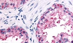 PSGR Polyclonal Antibody, Invitrogen 50 &mu;g; Unconjugated:Antibodies,