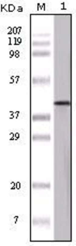 Ovalbumin Monoclonal Antibody (3G2E1D9,3D5F4A8,3G1E1D9), Invitrogen 100