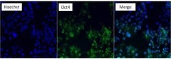 Invitrogen OCT4 Monoclonal Antibody (9B7) 100 &mu;g; Unconjugated:Antibodies,