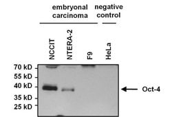 Invitrogen OCT4 Monoclonal Antibody (9B7) 100 &mu;g; Unconjugated:Antibodies,