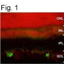 Invitrogen Opsin 4 Polyclonal Antibody 100 &mu;g; Unconjugated:Antibodies,