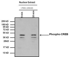 Invitrogen Phospho-CREB/ATF1 (Ser133, Ser63) Monoclonal Antibody (10E9)