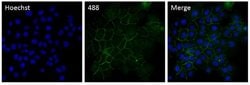 Invitrogen™ P-cadherin Monoclonal Antibody (12H6), Alexa Fluor™ 488