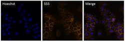 P-cadherin Monoclonal Antibody (12H6), Alexa Fluor 555, Invitrogen 50 &mu;L | Buy Online | Invitrogen | Fisher Scientific