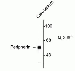 Peripherin, clone: 7C5, Invitrogen 100&mu;L; Unconjugated:Antibodies, Monoclonal