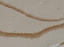 Invitrogen&trade;&nbsp;PROX1 Monoclonal Antibody (5G10)