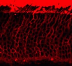 Invitrogen Rhodopsin Monoclonal Antibody (1D4) 100 &mu;L; Unconjugated:Antibodies,