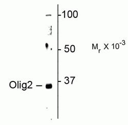 Invitrogen OLIG2 Polyclonal Antibody 100 &mu;L; Unconjugated:Antibodies,