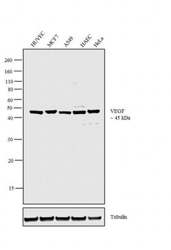 VEGF Polyclonal Antibody, Biotin, Invitrogen 100 &mu;g; Biotin:Antibodies,
