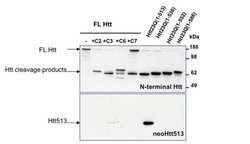 Huntingtin Polyclonal Antibody, Invitrogen 100 &mu;L | Buy Online | Thermo Scientific | Fisher Scientific