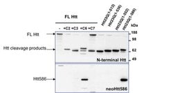 Invitrogen Huntingtin Polyclonal Antibody 100 &mu;L; Unconjugated:Antibodies,