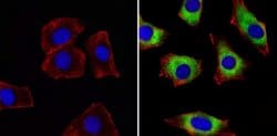 Invitrogen ERp72 Polyclonal Antibody 100 &mu;g; Unconjugated:Antibodies,