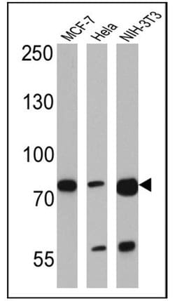 Invitrogen ERp72 Polyclonal Antibody 100 &mu;g; Unconjugated:Antibodies,