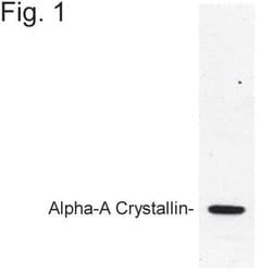 Invitrogen™ Alpha A Crystallin Polyclonal Antibody