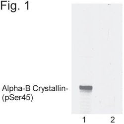 Invitrogen™ Phospho-CRYAB (Ser45) Polyclonal Antibody