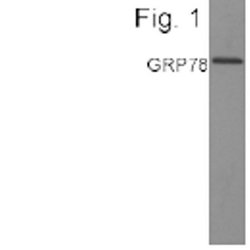 Invitrogen GRP78 Polyclonal Antibody 100 &mu;g; Unconjugated:Antibodies,