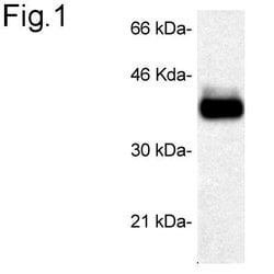 Invitrogen STUB1 Polyclonal Antibody 100 &mu;g; Unconjugated:Antibodies,