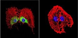 Invitrogen HSP27 Polyclonal Antibody 100 &mu;g; Unconjugated:Antibodies,