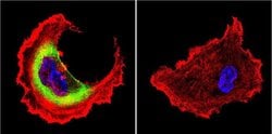 Invitrogen HSP27 Polyclonal Antibody 100 &mu;g; Unconjugated:Antibodies,