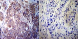 Invitrogen HSP27 Polyclonal Antibody 100 &mu;g; Unconjugated:Antibodies,