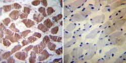 Invitrogen HSP27 Polyclonal Antibody 100 &mu;g; Unconjugated:Antibodies,