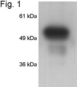 Invitrogen FKBP5 Polyclonal Antibody 100 &mu;g; Unconjugated:Antibodies,