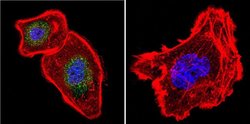 Invitrogen NFATC4 Polyclonal Antibody 100 &mu;g; Unconjugated:Antibodies,
