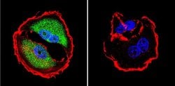 NFAT5 Polyclonal Antibody, Invitrogen 50 &mu;g; Unconjugated:Antibodies,