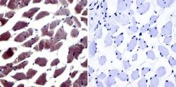 Invitrogen NFAT5 Polyclonal Antibody 50 &mu;g; Unconjugated:Antibodies,