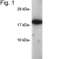 Invitrogen Cyclophilin A Polyclonal Antibody 400 &mu;L; Unconjugated:Antibodies,