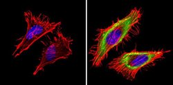 Invitrogen Cyclophilin A Polyclonal Antibody 400 &mu;L; Unconjugated:Antibodies,