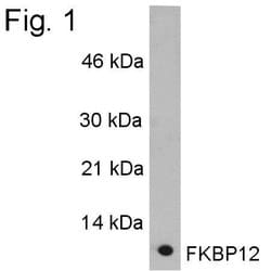 Invitrogen FKBP12 Polyclonal Antibody 100 &mu;L; Unconjugated:Antibodies,