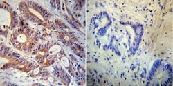 Invitrogen FKBP12 Polyclonal Antibody 100 &mu;L; Unconjugated:Antibodies,