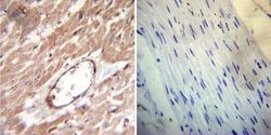 Invitrogen FKBP12 Polyclonal Antibody 100 &mu;L; Unconjugated:Antibodies,