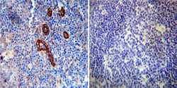 Invitrogen FKBP12 Polyclonal Antibody 100 &mu;L; Unconjugated:Antibodies,