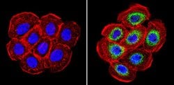 Invitrogen Cyclophilin B Polyclonal Antibody 100 &mu;g; Unconjugated:Antibodies,
