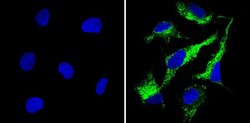 Invitrogen Cyclophilin B Polyclonal Antibody 100 &mu;g; Unconjugated:Antibodies,
