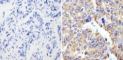 Invitrogen Cyclophilin B Polyclonal Antibody 100 &mu;g; Unconjugated:Antibodies,